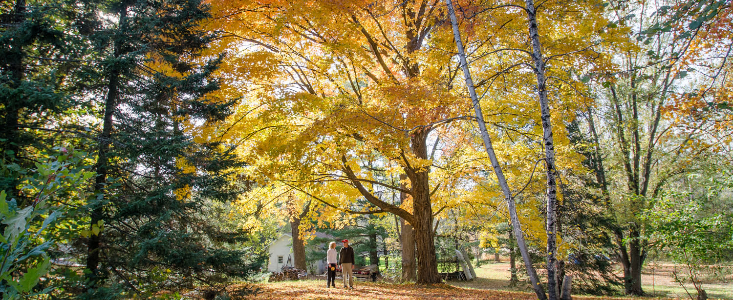 Couple Standing Among Trees of Fall Color
