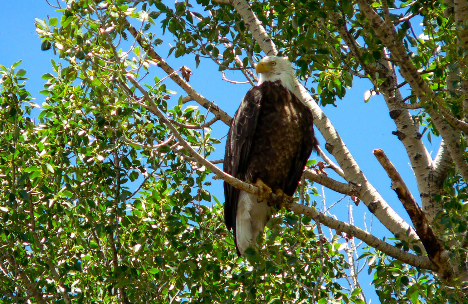 eagle perched in a tree on the Upper North Platte River in Wyoming.