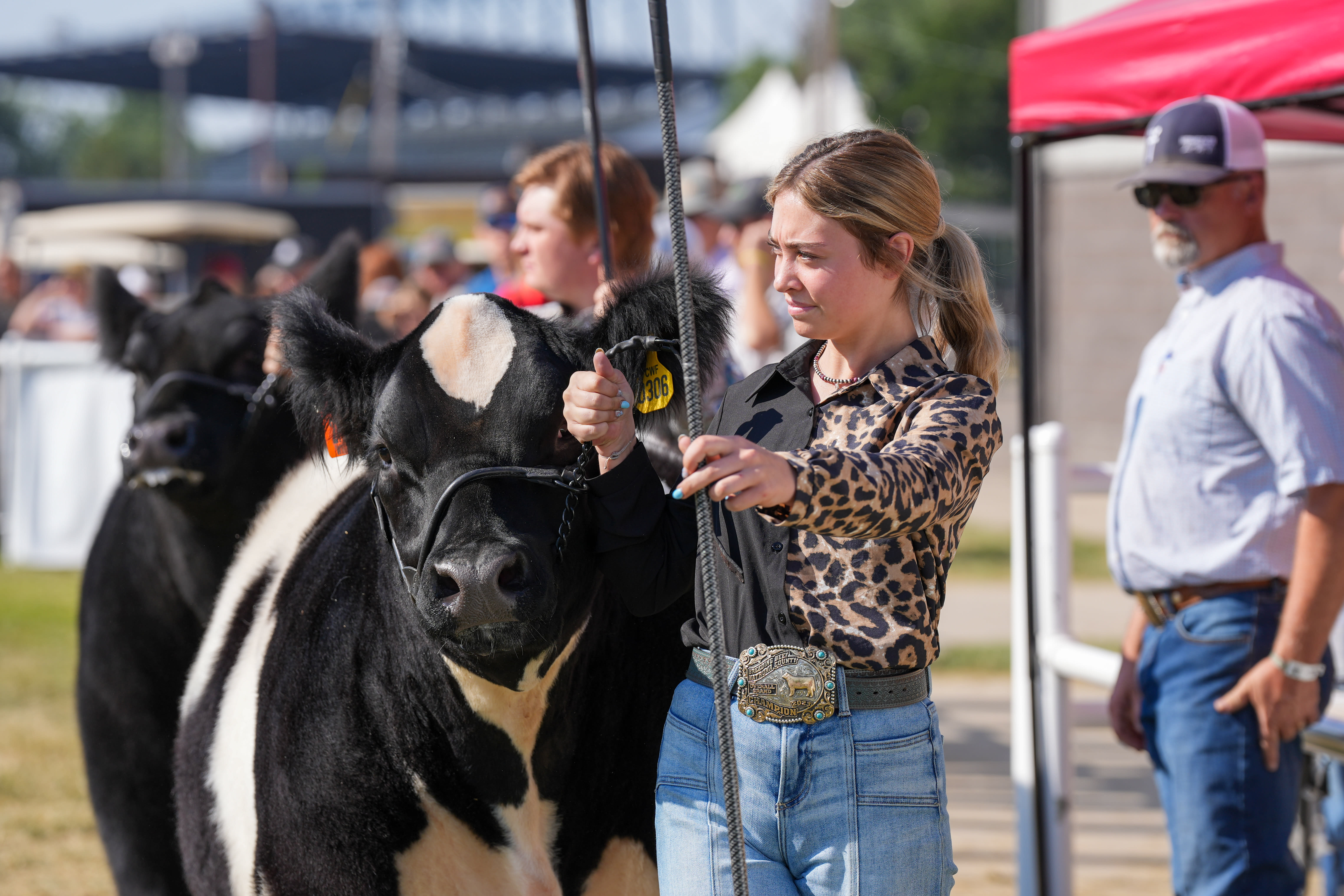 State Fair participant shows black and white cow.