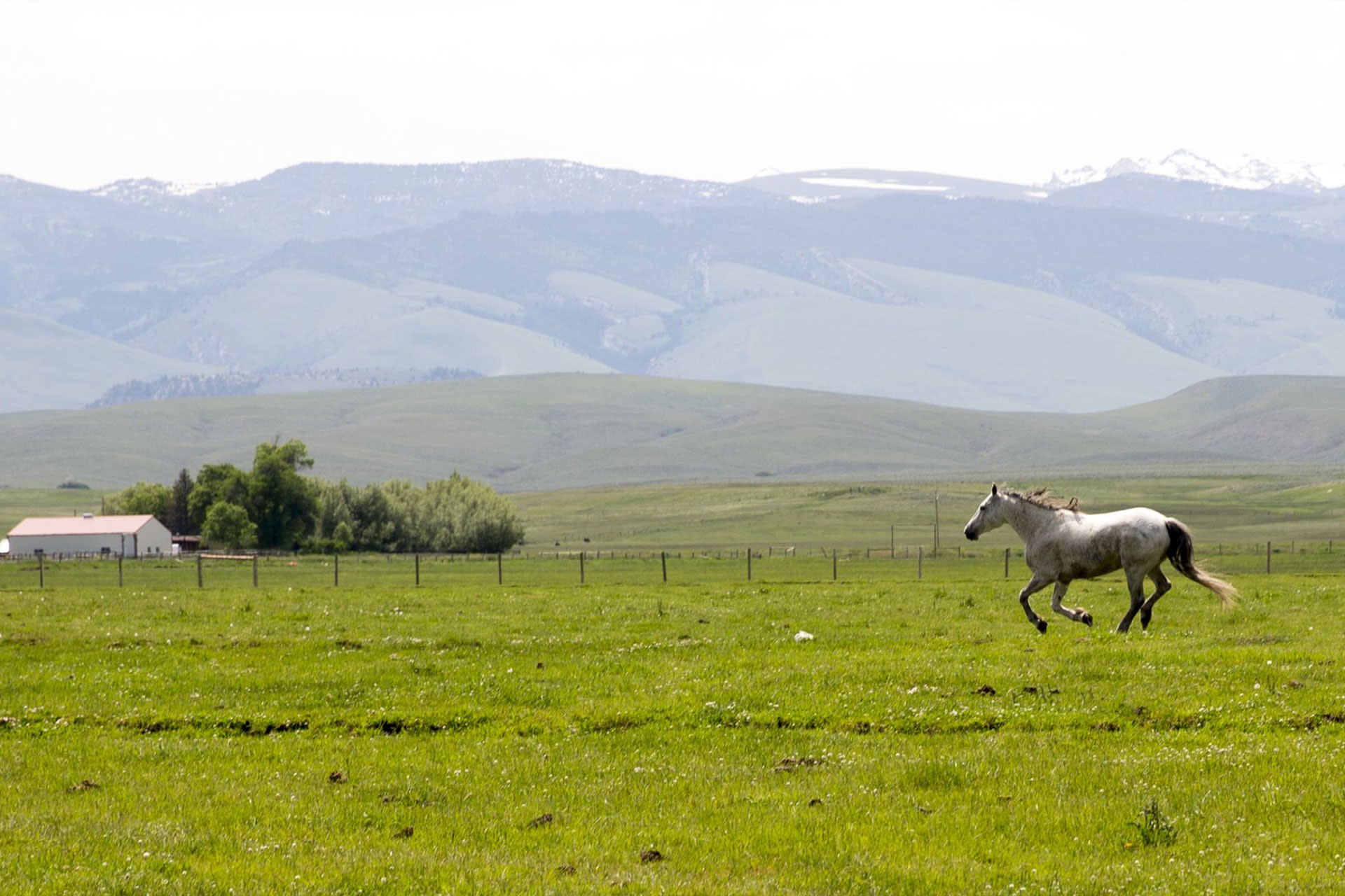 Horse running at the horse sanctuary in lander, a popular weekend getaway.