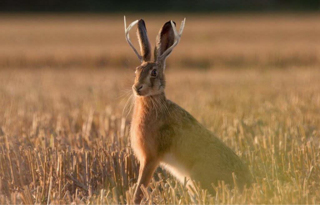 jackalope in fields in Wyoming.