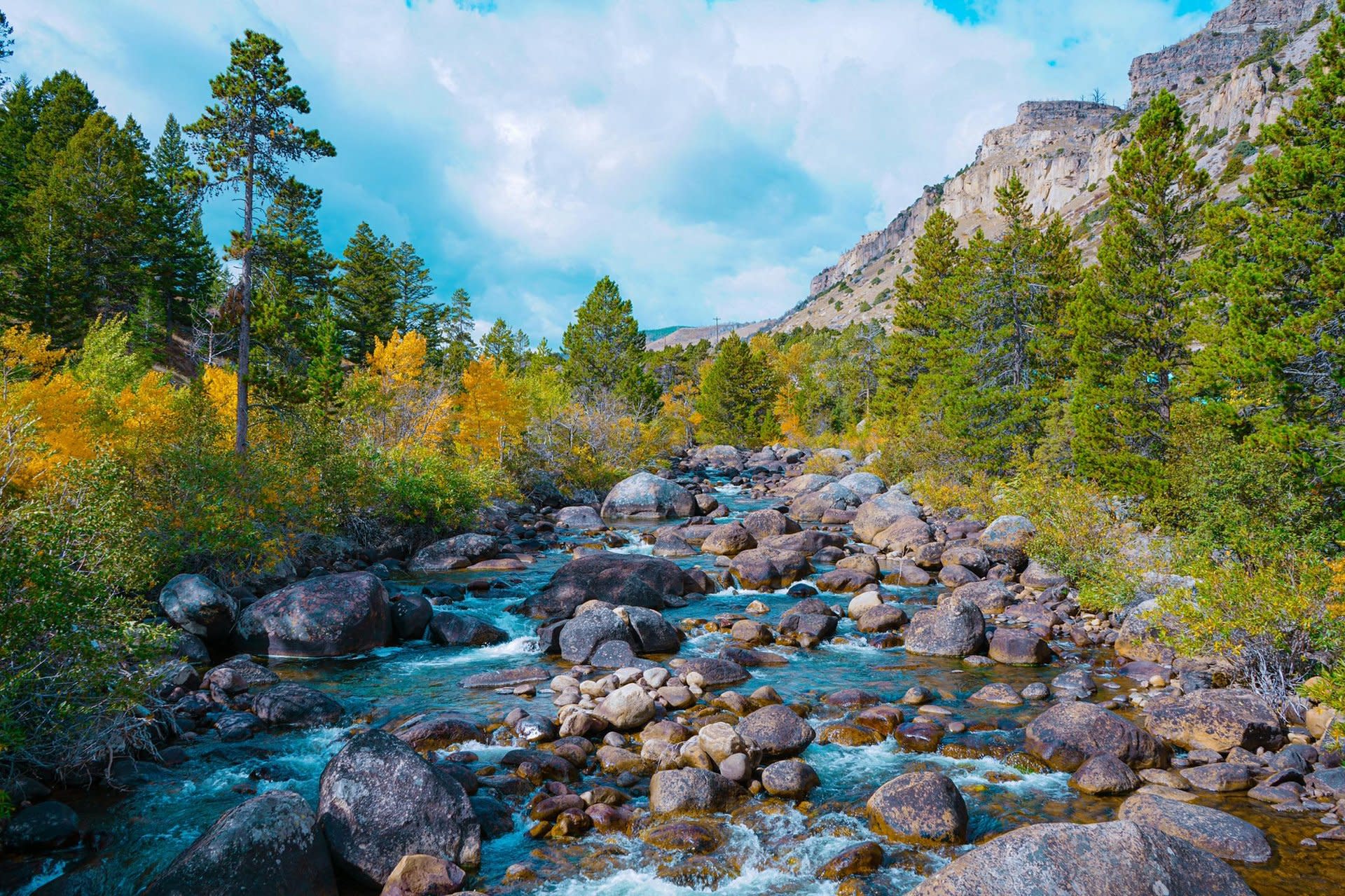 A wide landscape shot of a clear, rushing river flowing over smooth, dark boulders in Sinks Canyon. The river is flanked by lush green pine trees and vibrant yellow autumn foliage. On the right, steep, rugged limestone cliffs rise into a bright blue sky filled with soft, white clouds.
