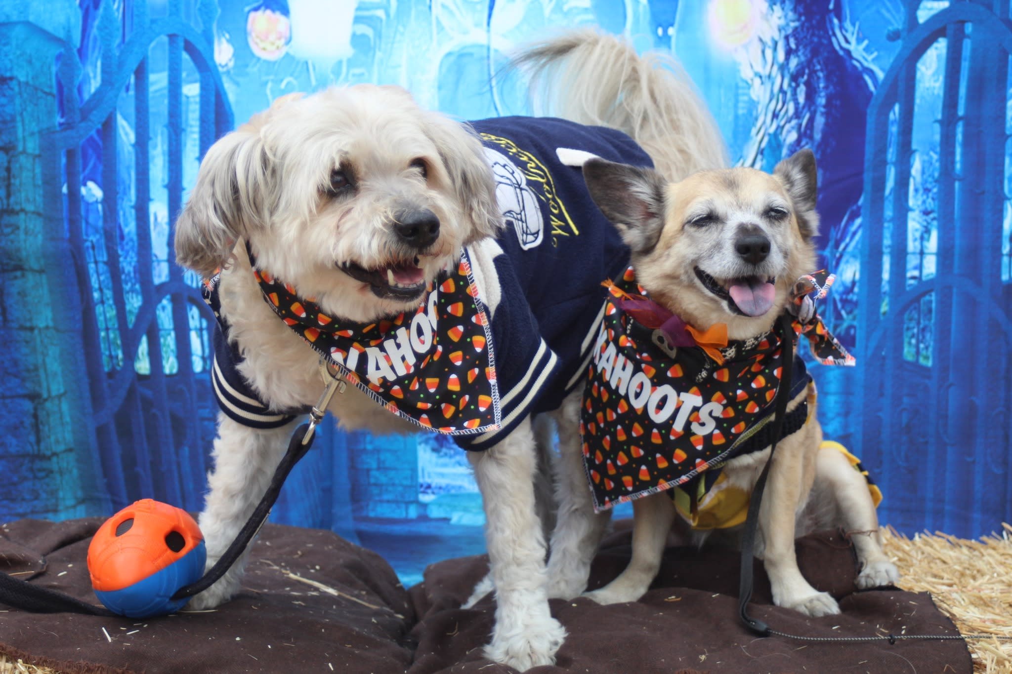 HOWL-O-WEEN Festival: Dog Costume Contest and Parade - Waterfront