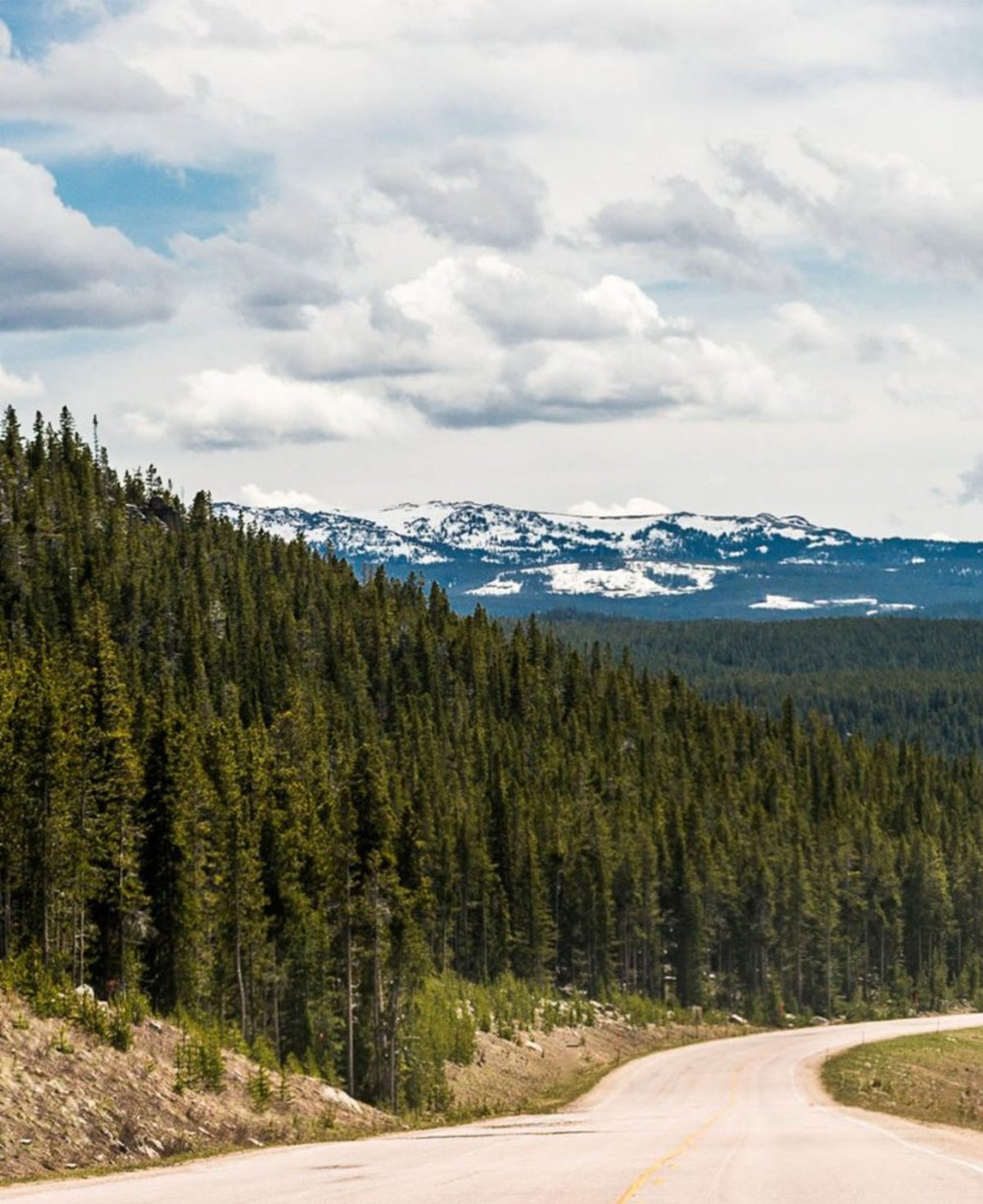 greenery in front of a snowy mountain range at Bighorn Scenic Byway in Wyoming