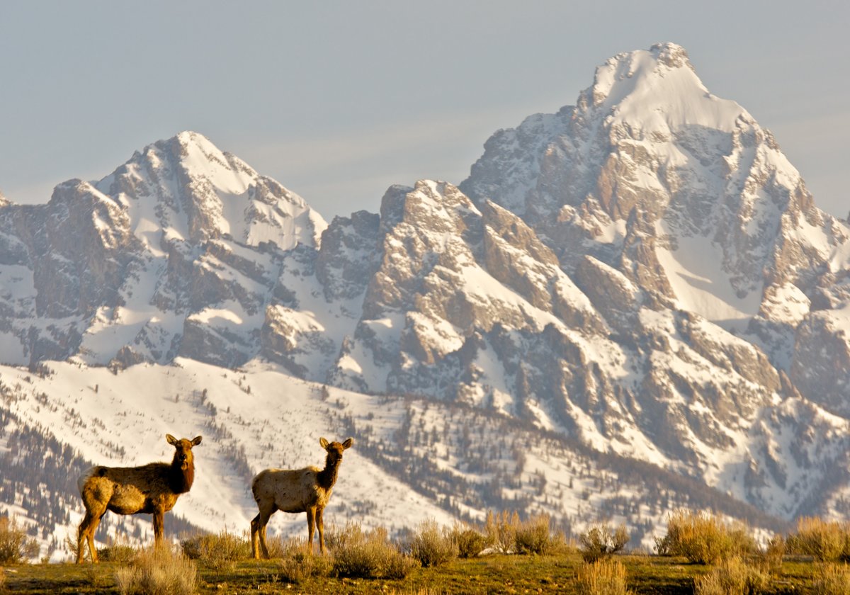 Elk near Jackson, Wyoming.