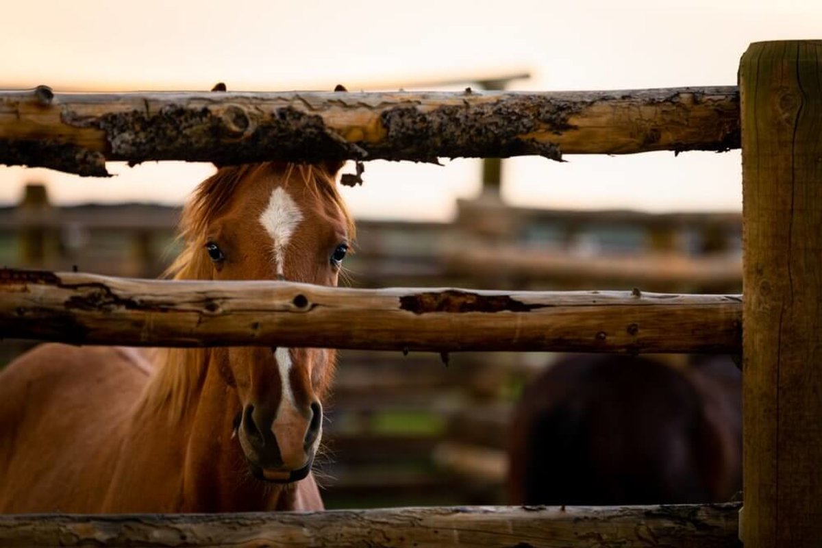 Wind River Wild Horse Sanctuary