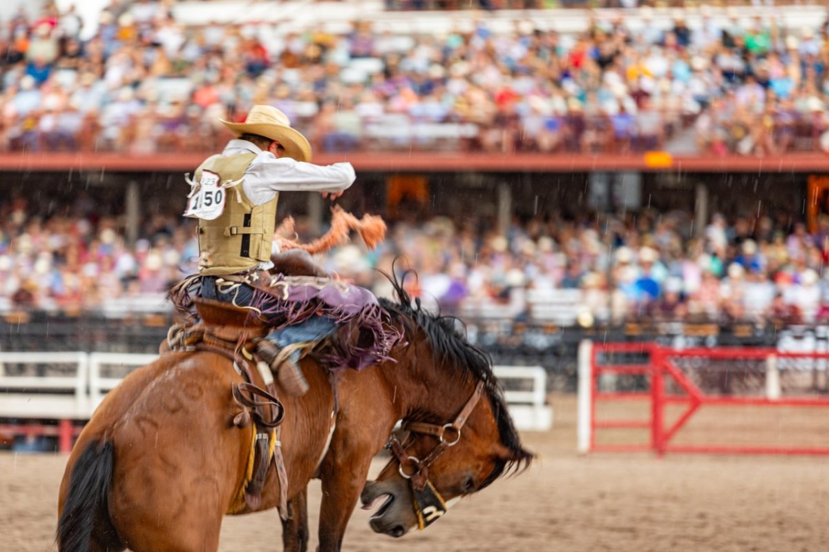 Bronc rider at Cheyenne Frontier Days