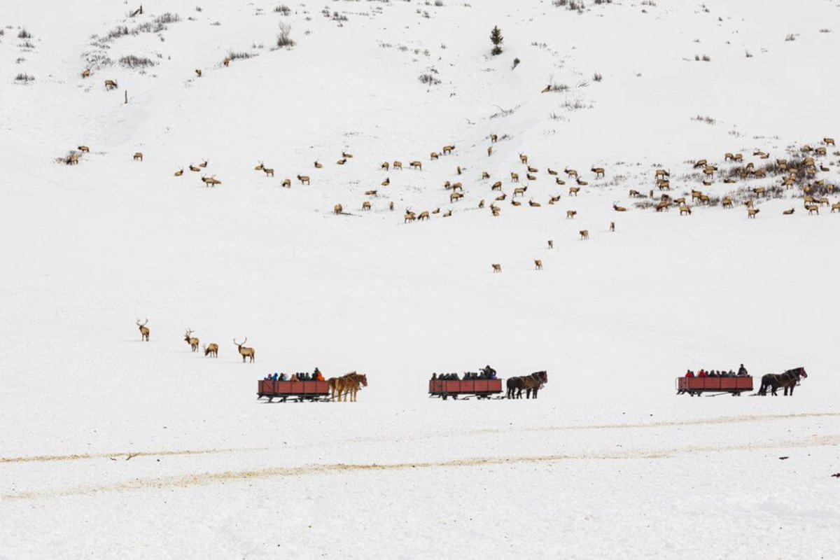 National Elk Refuge Tour