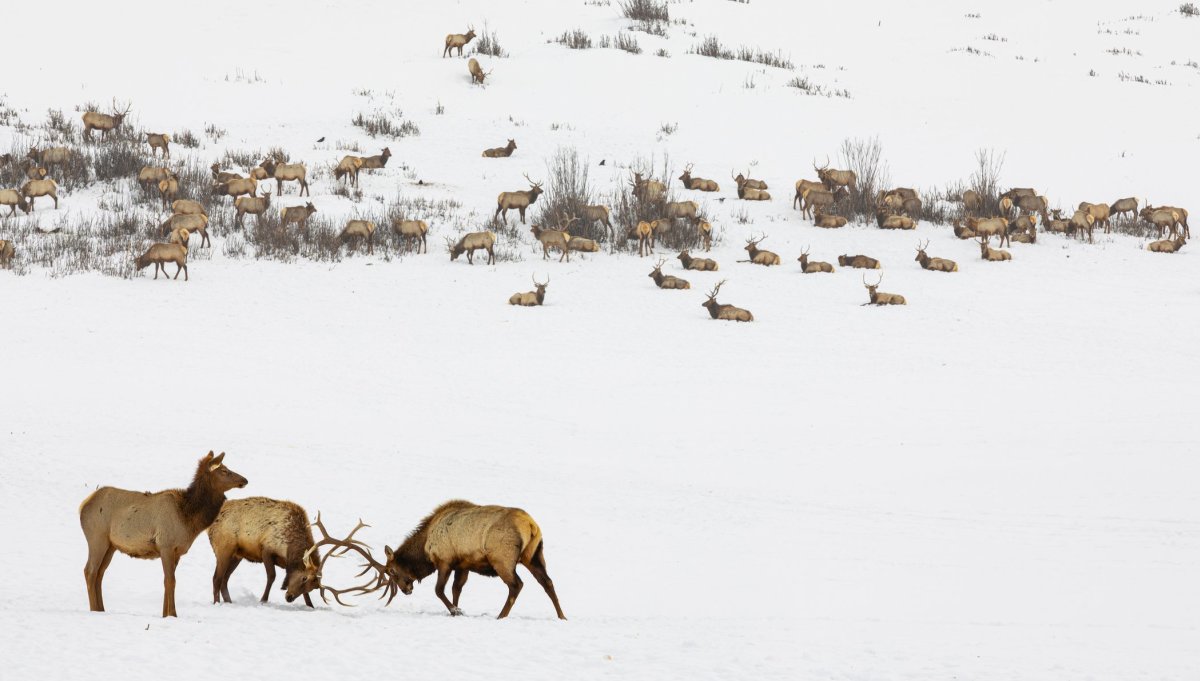 Elk of the National Elk Refugee in Jackson Hole