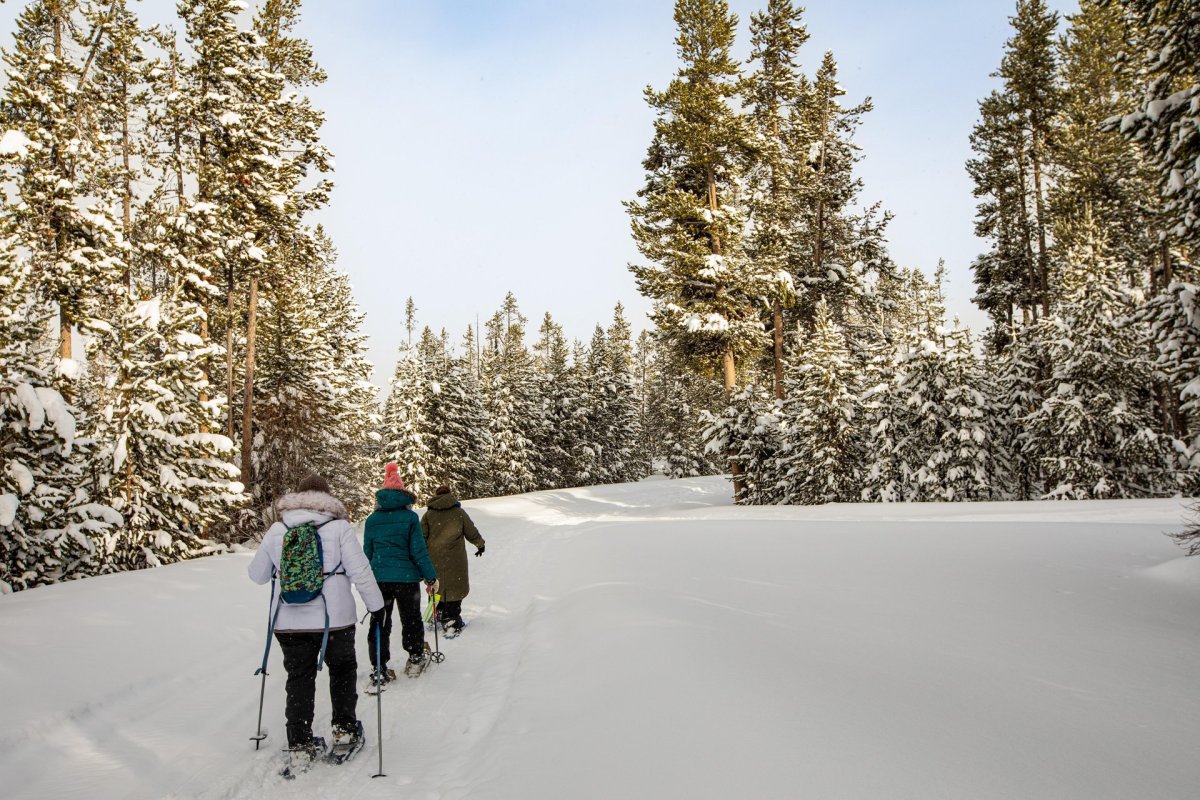 Group snowshoeing in Yellowstone forest.