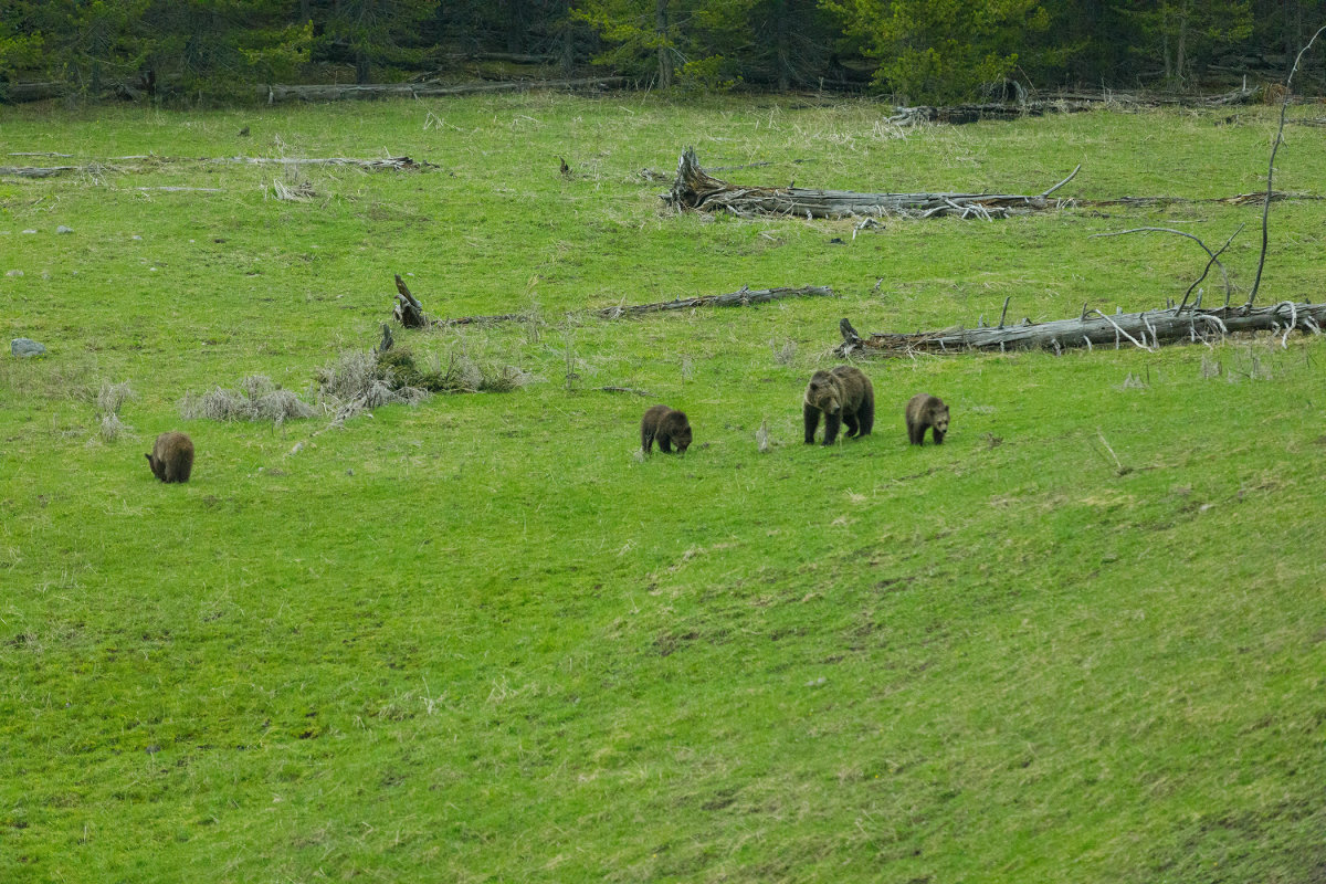 Bears in a clearing in Yellowstone National Park