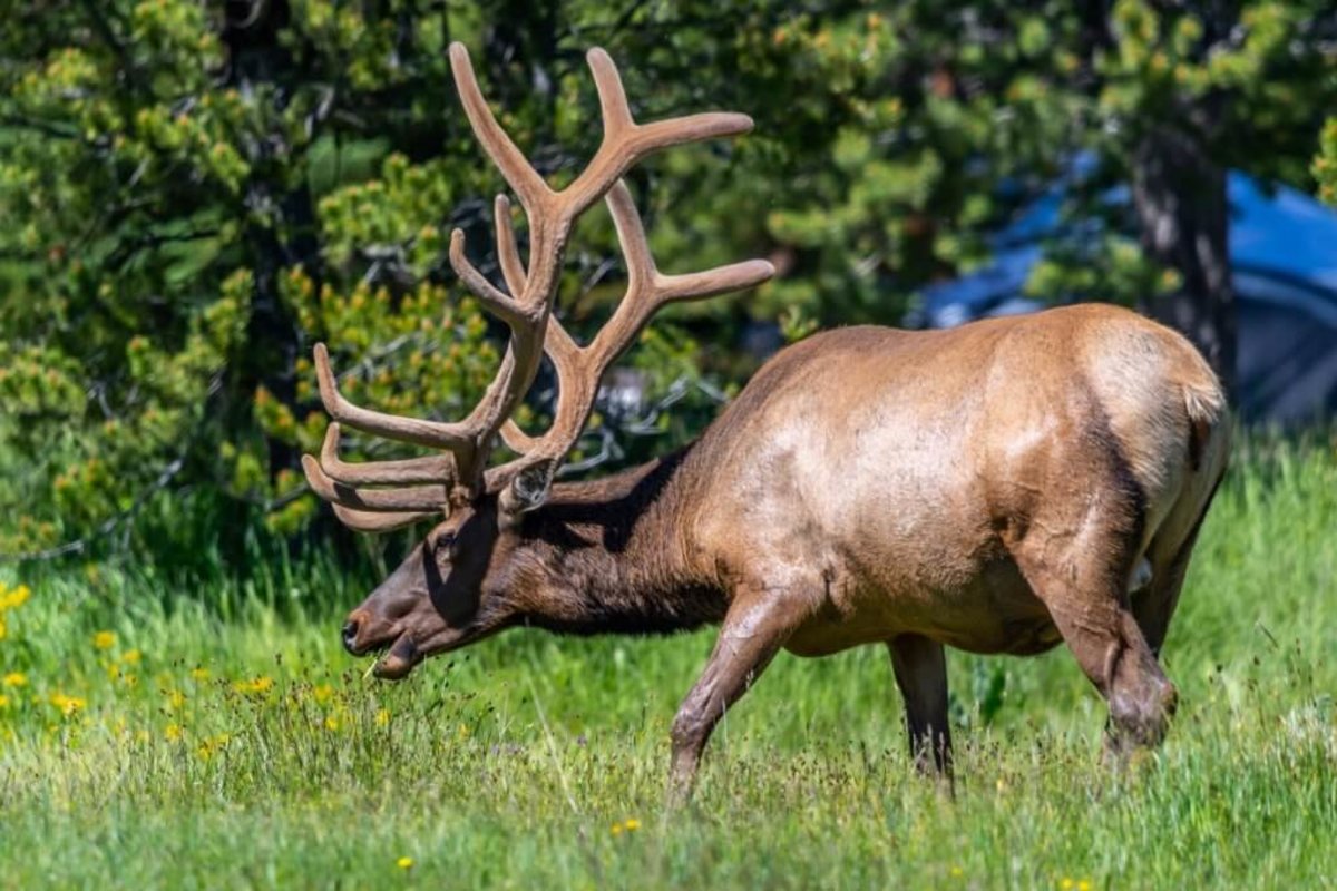 A moose grazing in a field.