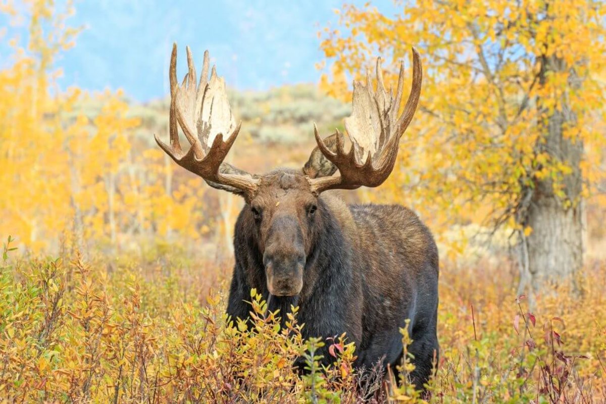 A moose standing in tall yellow, orange and green grass surrounded by trees with yellow and orange leaves at Grand Teton National Park.