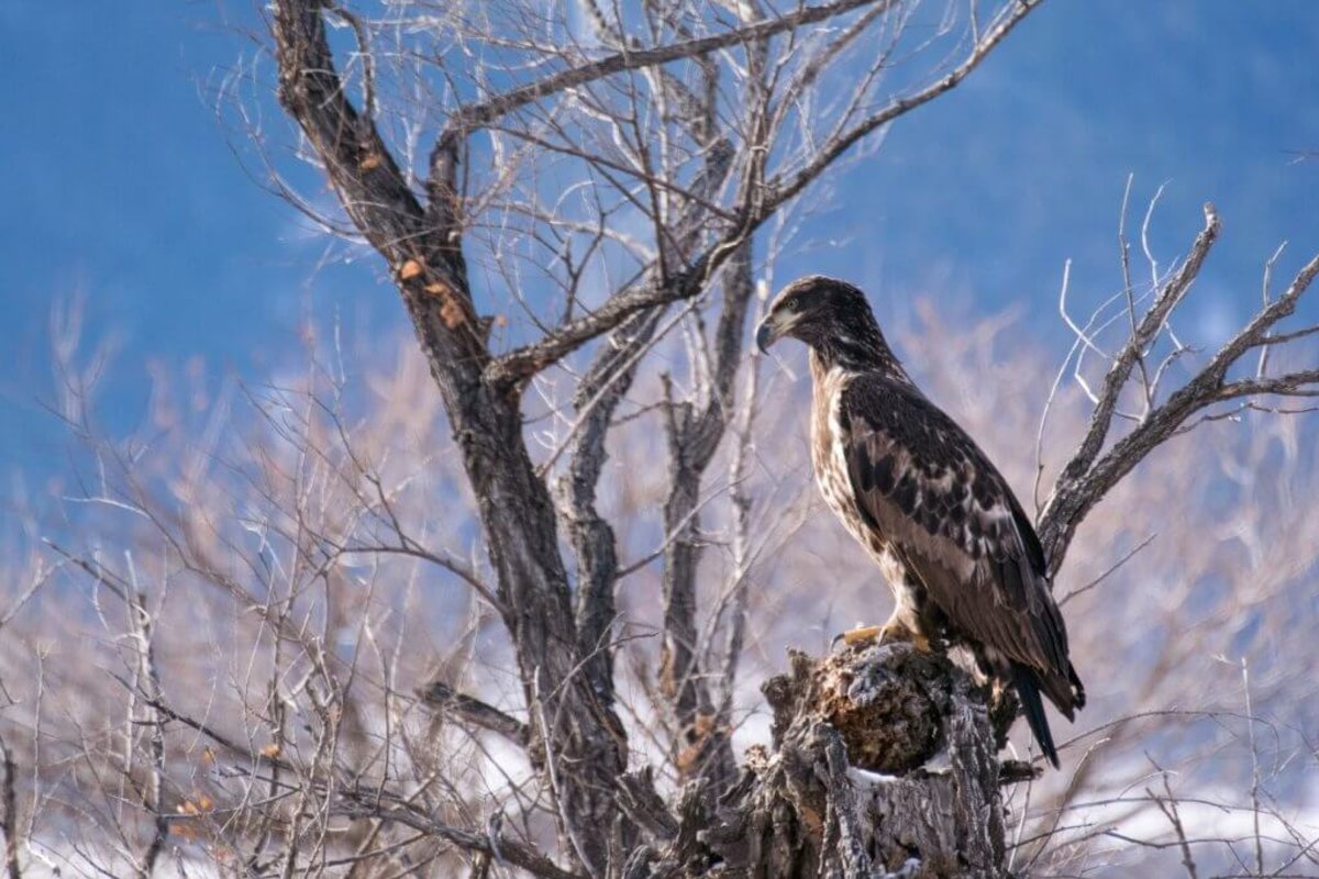 A golden eagle perched in a tree.