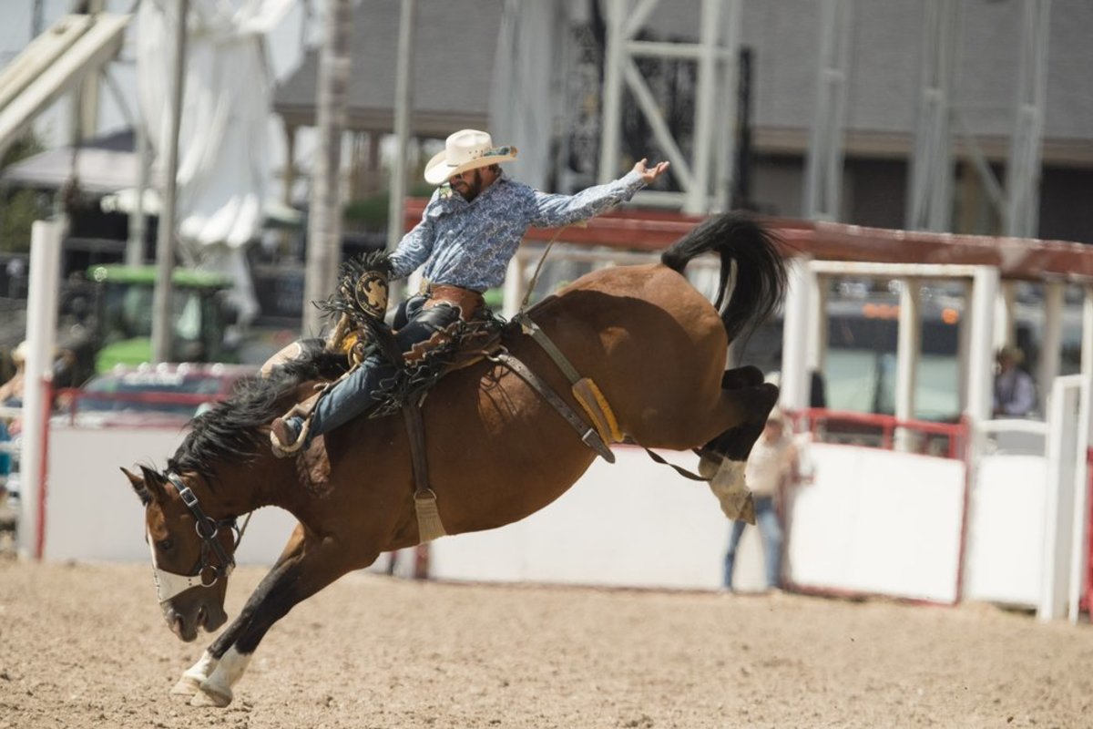 A man rides a bucking bronco during Saddle Bronc Riding.