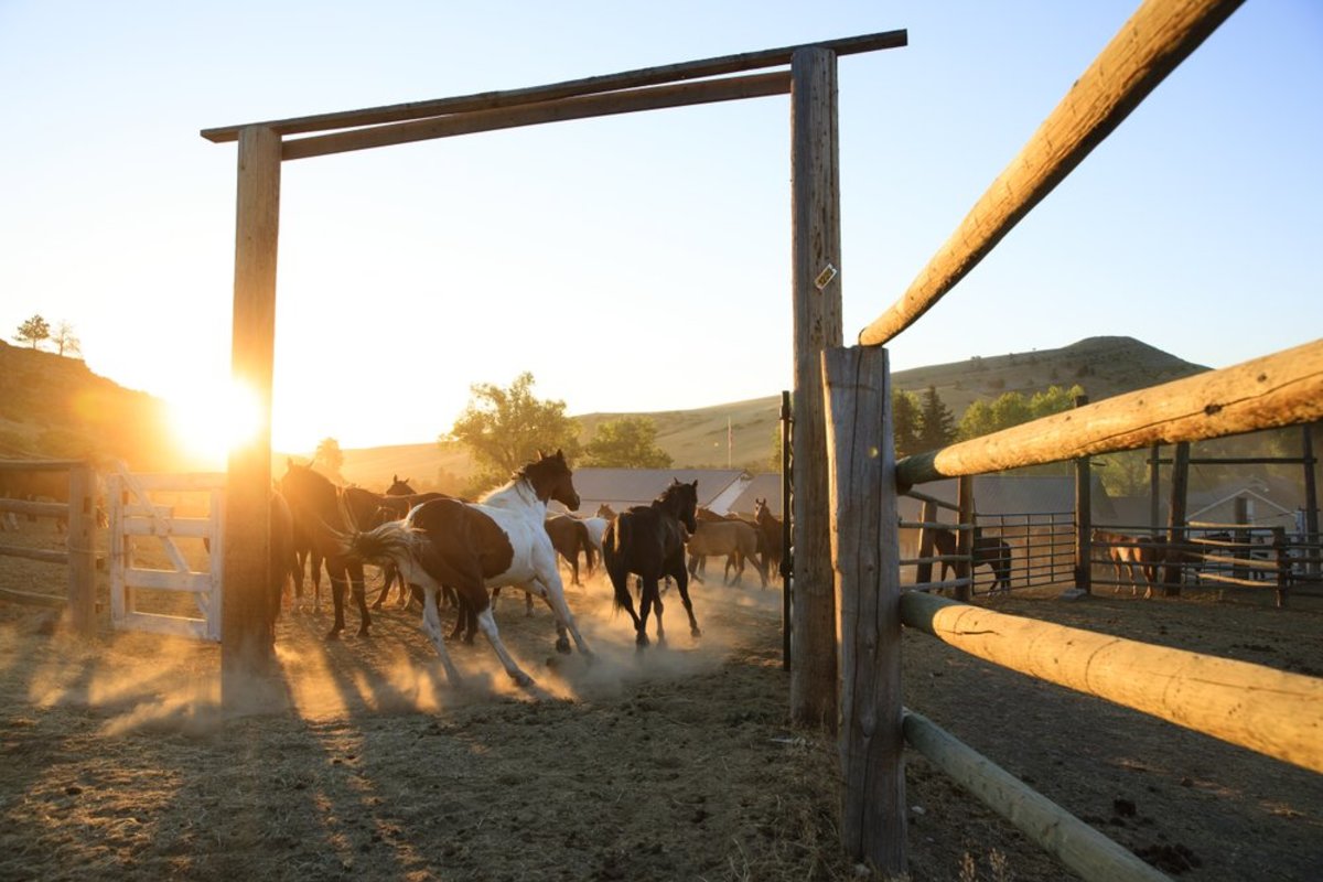Several horses galloping into a corral at Eatons' Ranch.