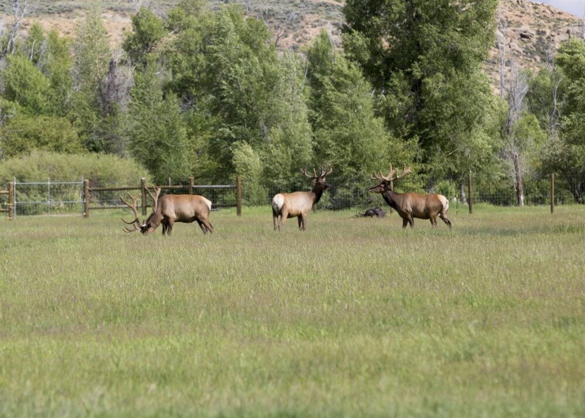 Three moose grazing in a field of tall grass and a wooden fence and forest of trees in the background.