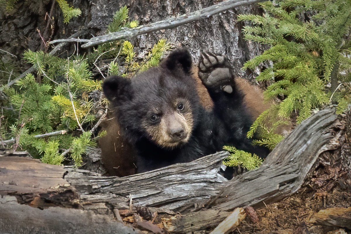 Bear cub in Yellowstone National Park