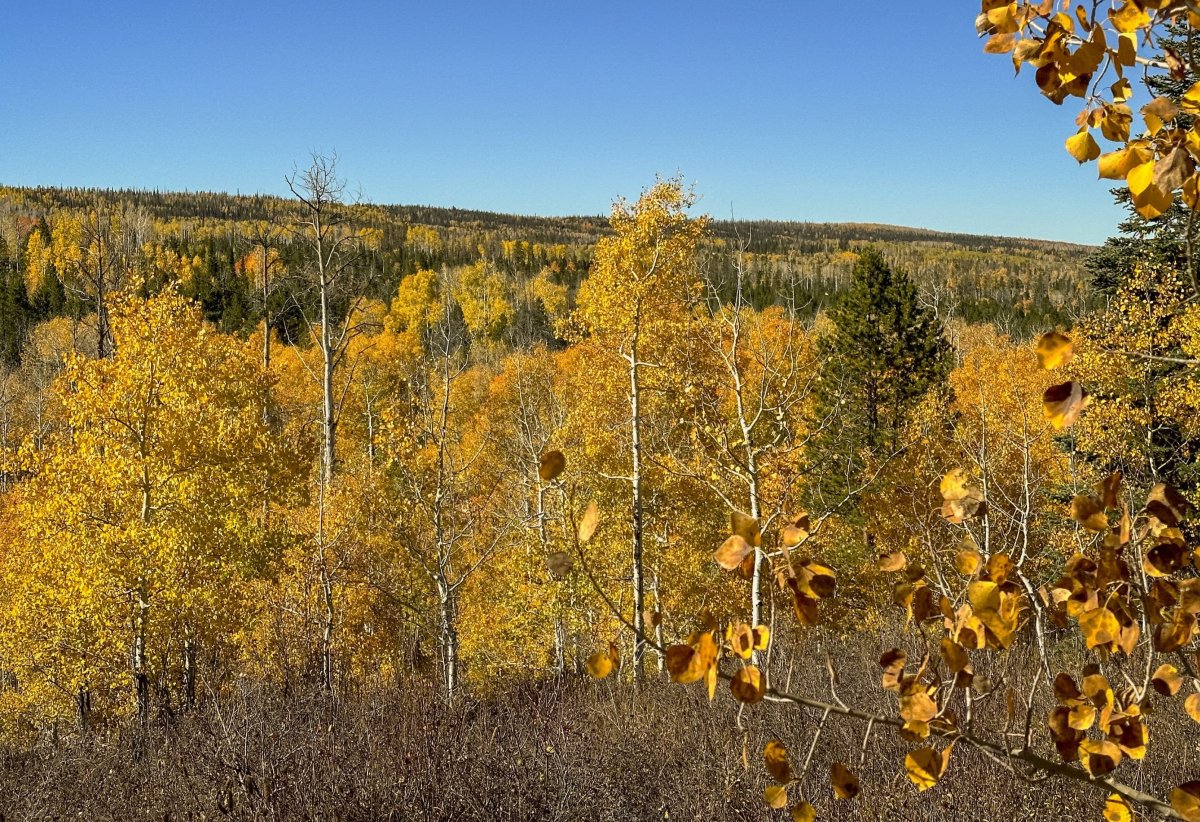 Encampment, WY Fall Foliage of Aspen Trees