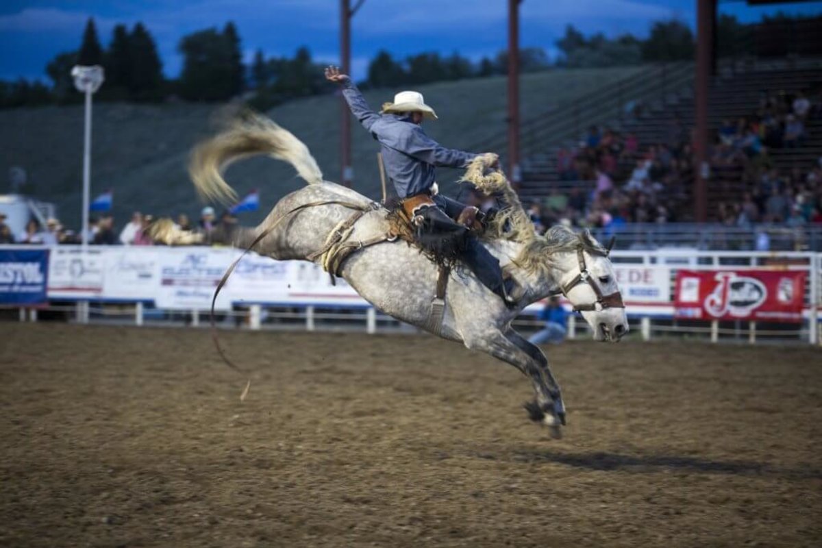 A man riding a bucking horse in front of stadium of people at the Cody Night Rodeo.
