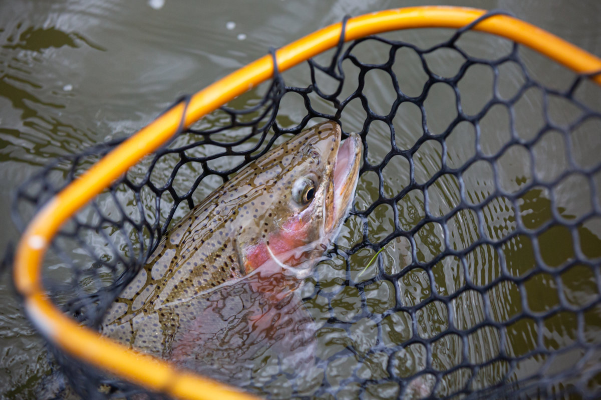 Trout at the Miracle Mile.