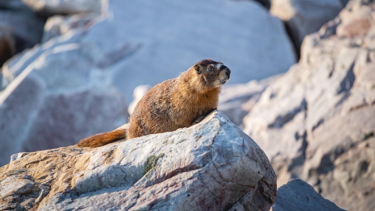 Yellow-bellied marmot on a rock in Medicine Bow.