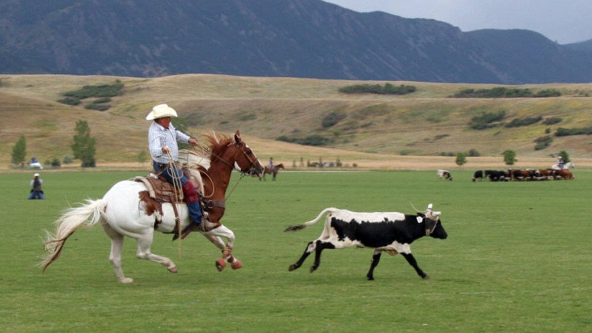 A cowboy after a steer during the Don King Days in Sheridan, a top event in the fall.
