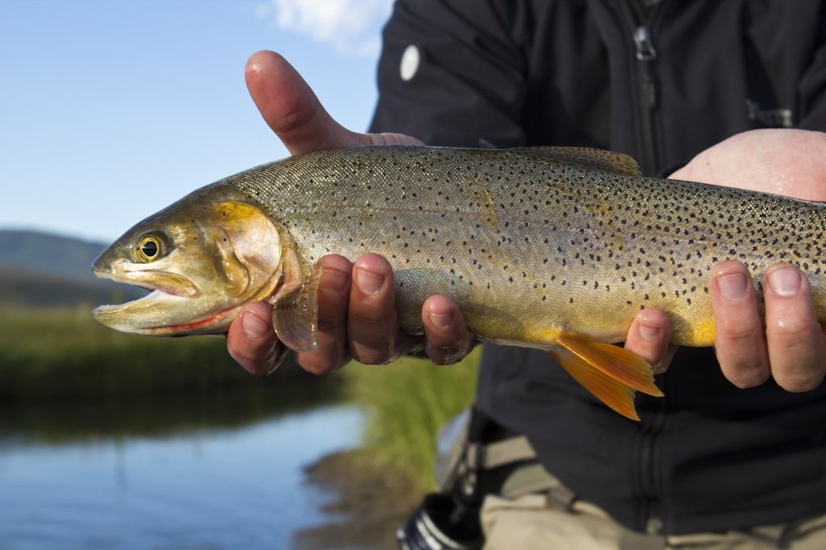 A fisherman shows off his most recent catch, fresh from the water.
