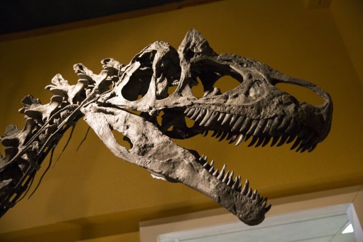 A big dinosaur fossil head with an open mouth, baring teeth, at the Glenrock Paleontological Museum.