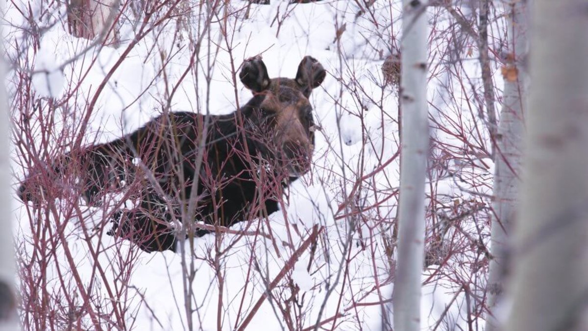 A moose hidden behind branches in Grand Teton National Park 