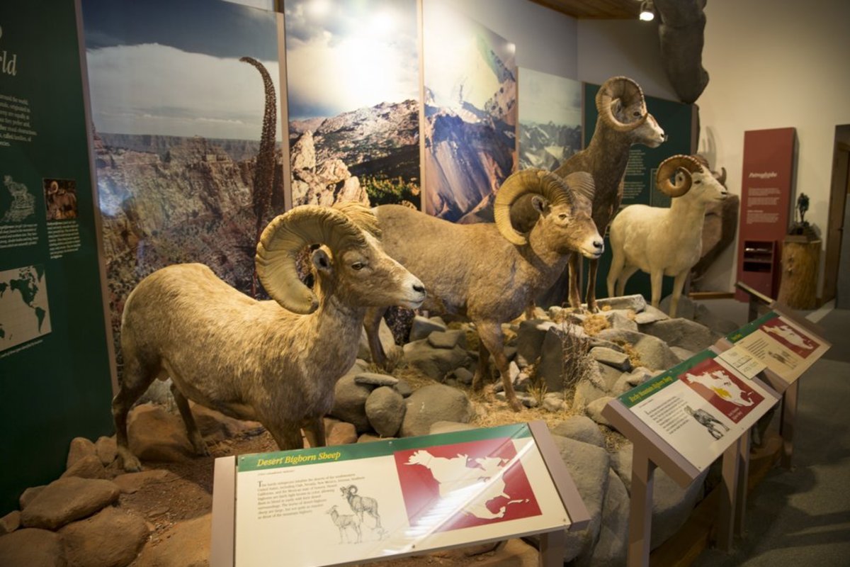 Display of Big Horn Sheep at the National Bighorn Sheep Center, a stop along Wyoming's Continental Divide Trail