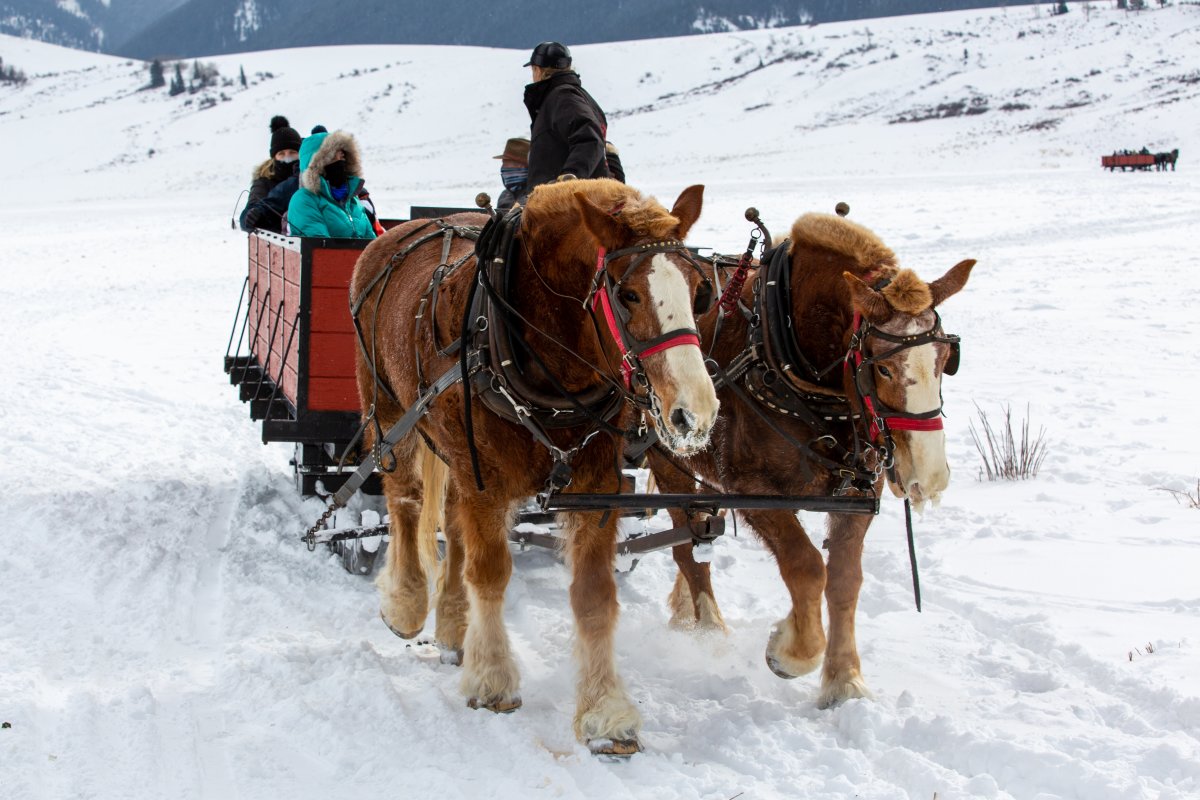 Sleigh Rides Jackson