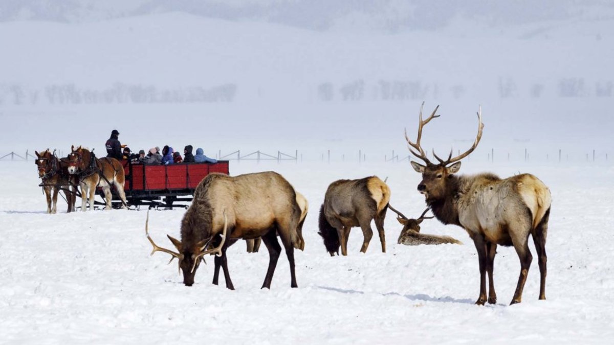 Horses pulling sleigh ride behind elk herd in the National Elk Refuge in Wyoming
