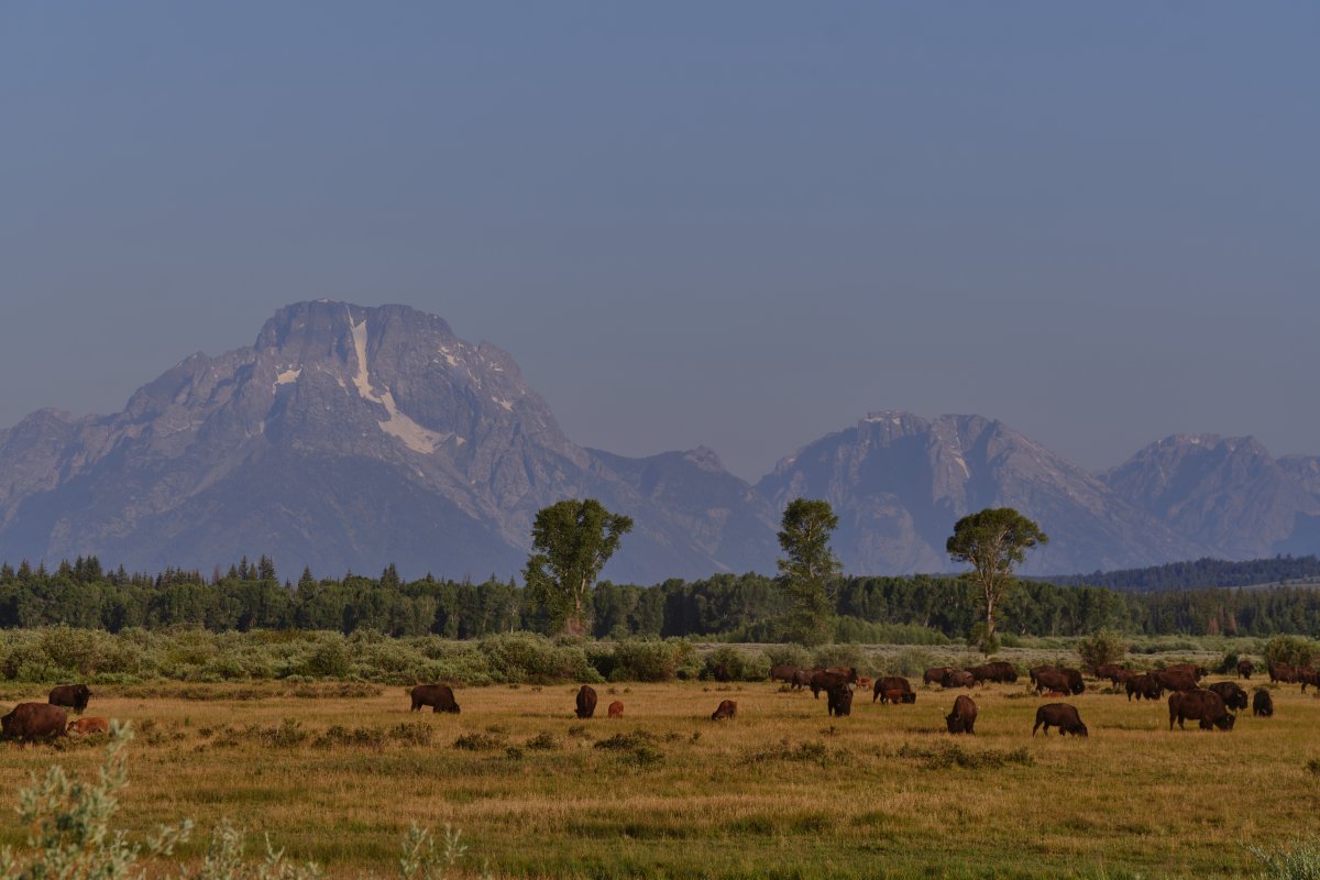 Grand Teton National Park with bison across a meadow