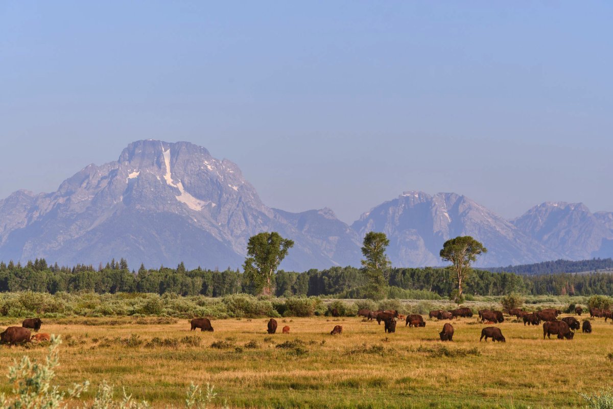 Bison in a field in front of the Tetons