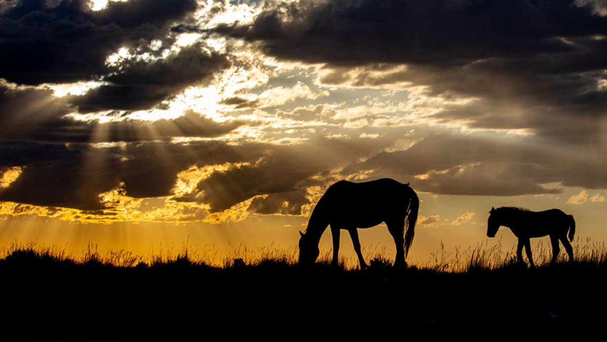 Horses grazing at sunset in Wyoming