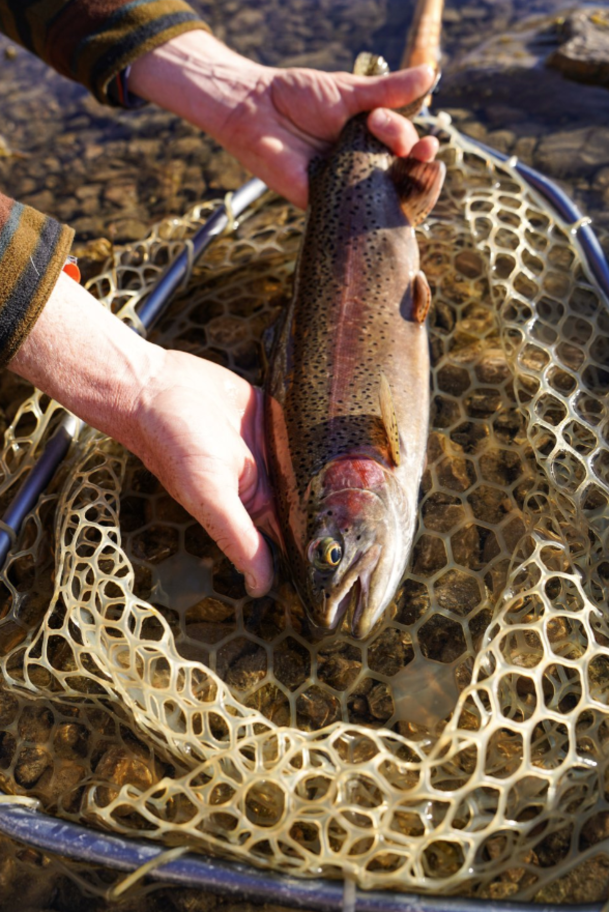 Rainbow Trout Fly Fishing