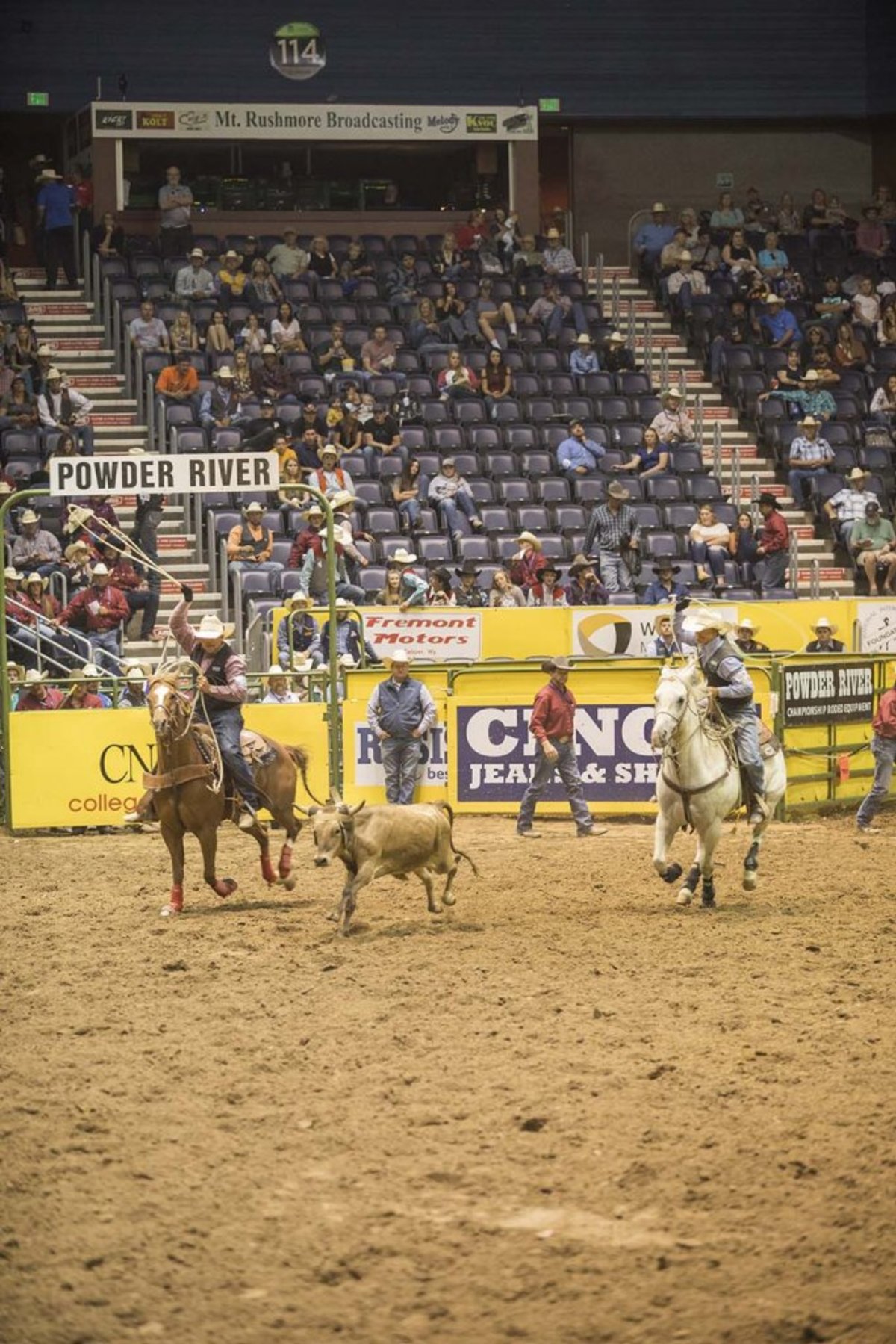 Cowboys lasso a calf during Team Roping at a Rodeo in Lander.