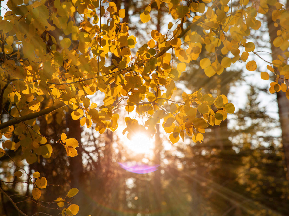 Best Fall Foliage in Wyoming