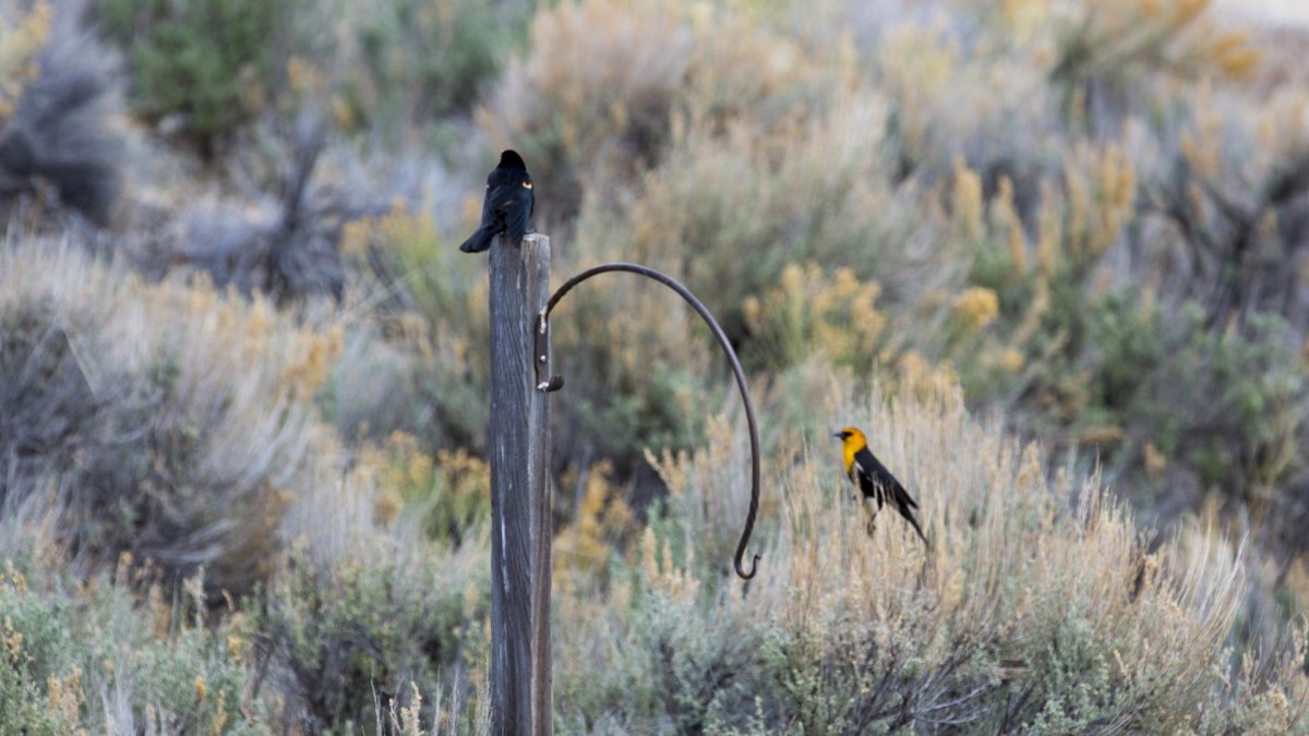Two birds in a field at Seedskadee National Wildlife Refuge.