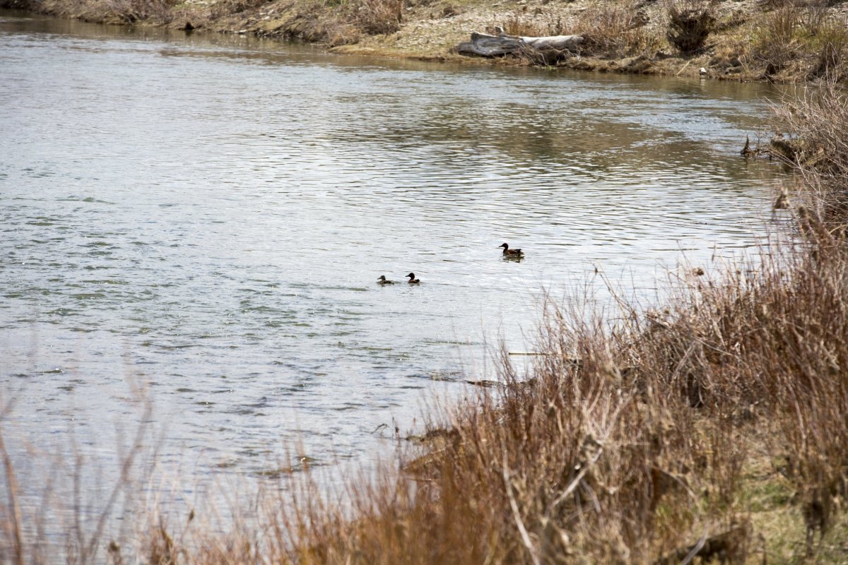 Water fowl of Seedskadee National Wildlife Refuge