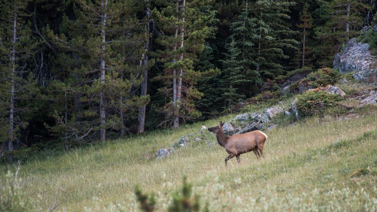 Bighorn Mountains deer walking in meadow