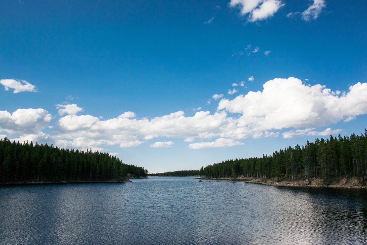 A large body of water surrounded by tall evergreen trees.