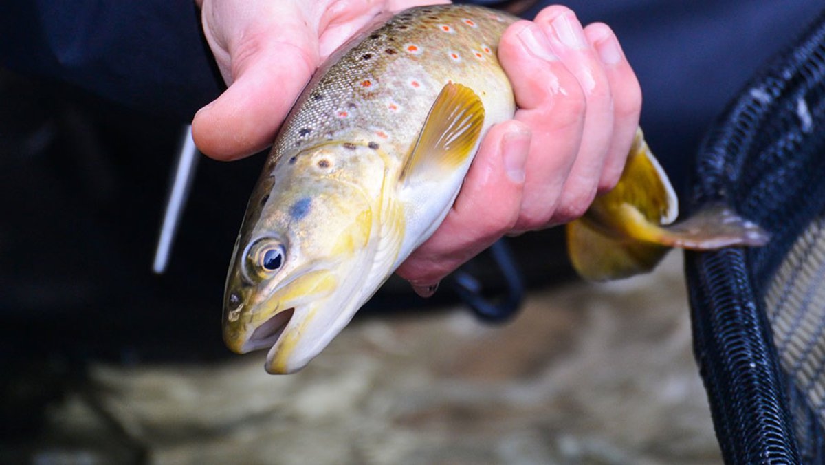 Hand holding fish out of water.