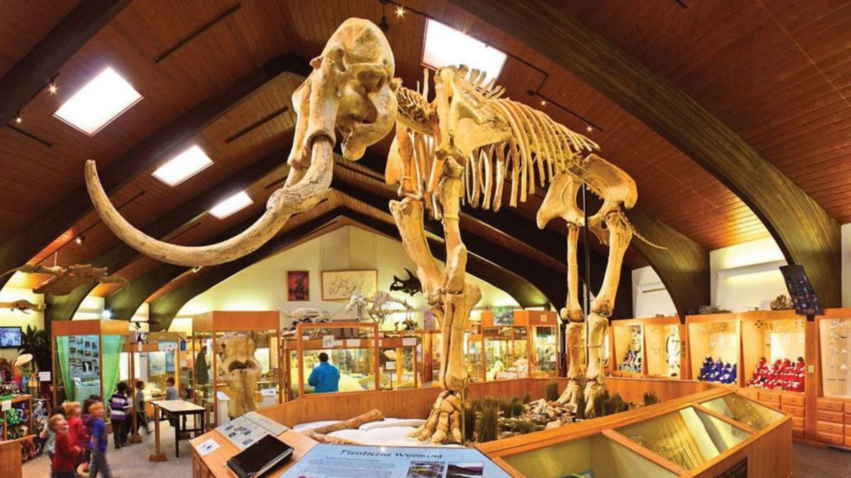 Wooly mammoth fossils at the Tate Geological Museum.