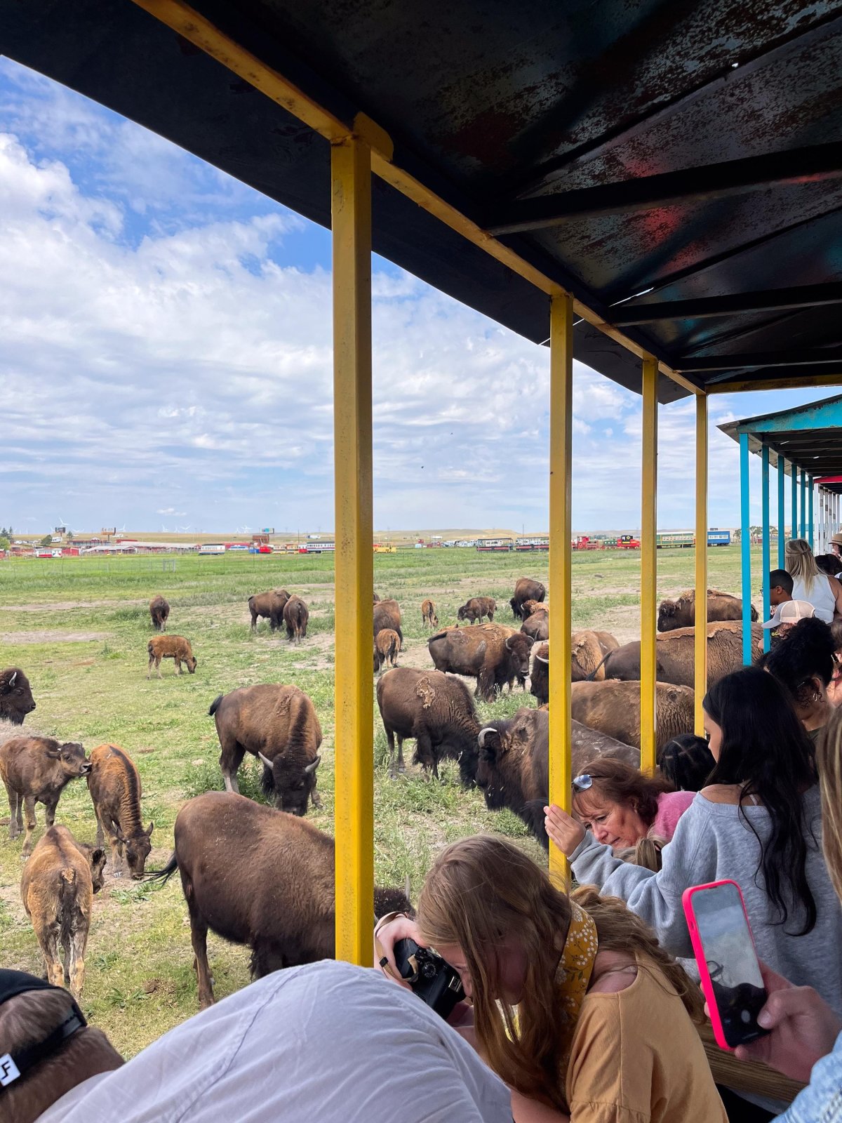 View of the Bison herd during the train ride at Terry Bison Ranch