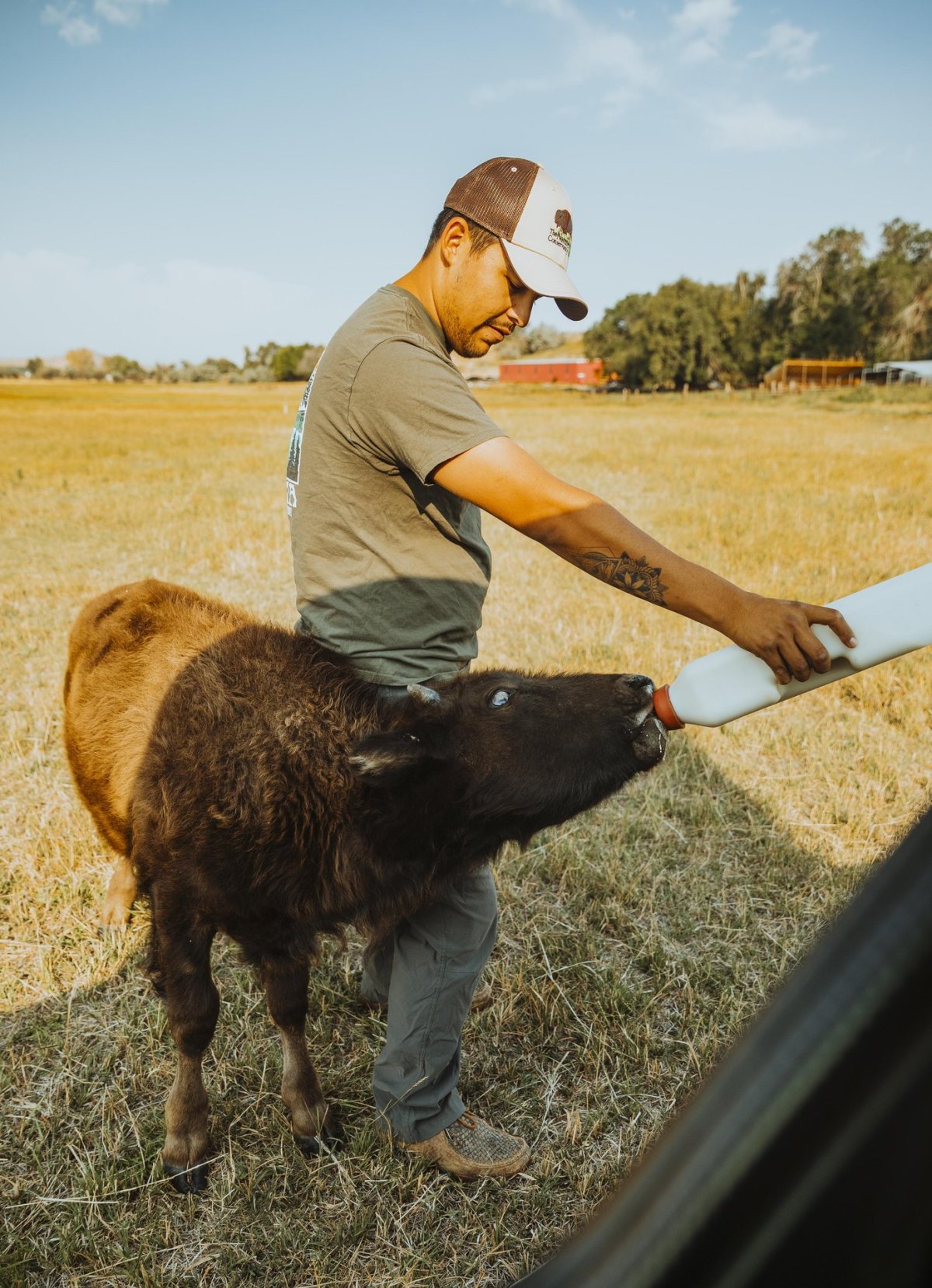 Wind River Tribal Buffalo Initiative