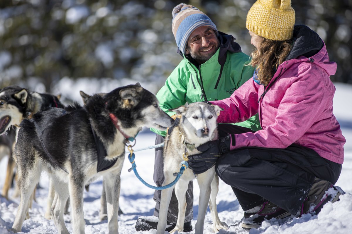 Dog Sledding Team