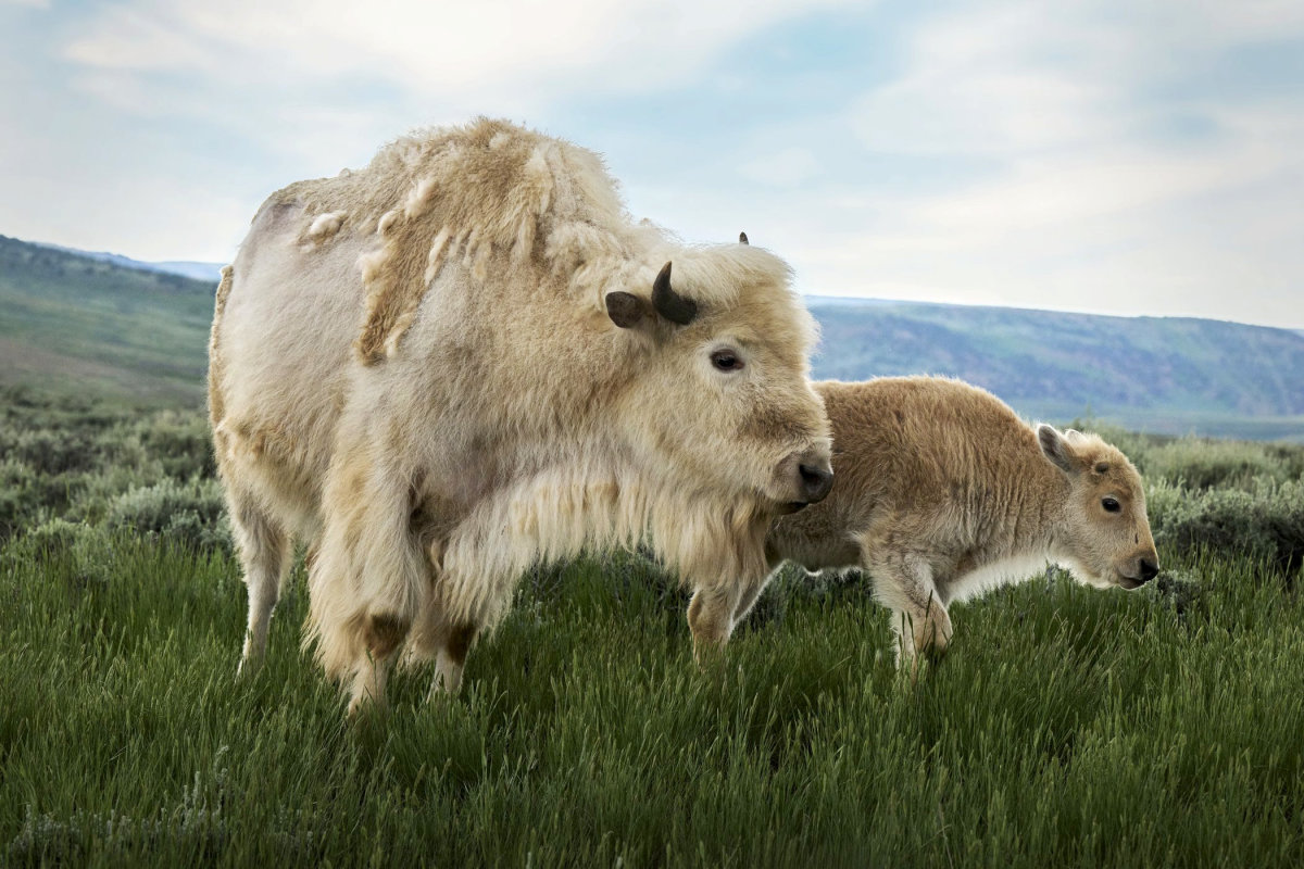 White Bison of Bear River State Park