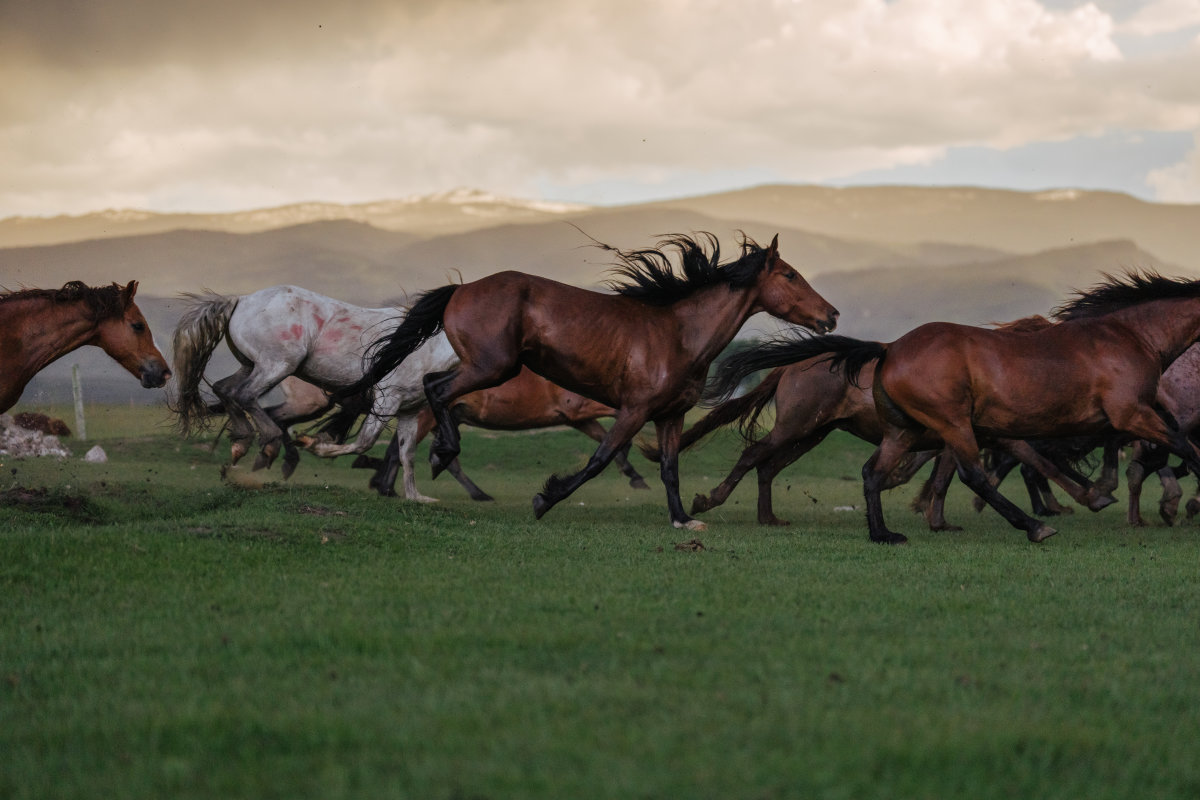 wild horses running in grassy field amongst hazy background